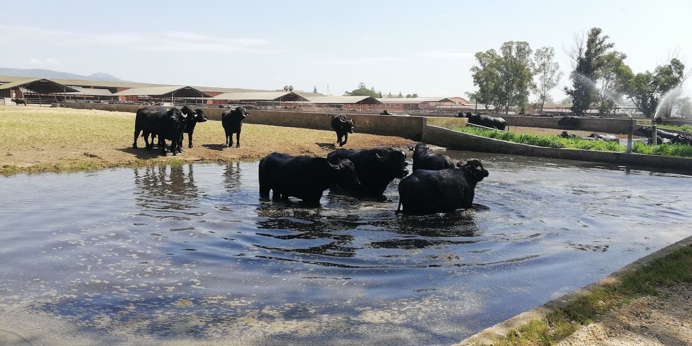 What is mozzarella di bufala? Water buffaloes cooling at Tore Lupara in Campania